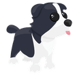 Neon Border Collie